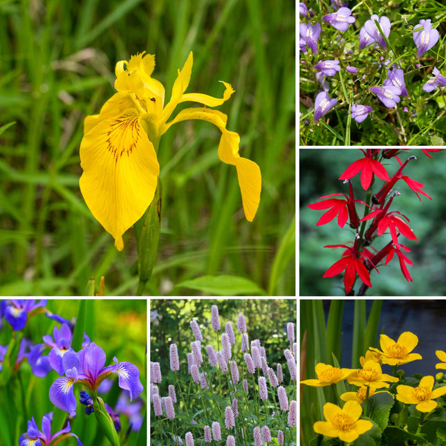 Colourful Marginal Pond Plant Kit – 3 x 1 Litre | Grower’s Choice