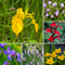 Colourful Marginal Pond Plants Collection