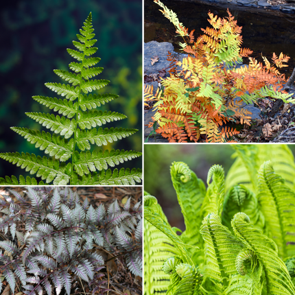 Pondside Fern Collection