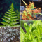Pondside Fern Collection