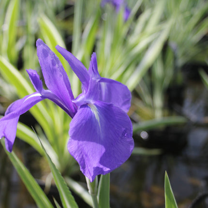 Iris laevigata 'Variegata'