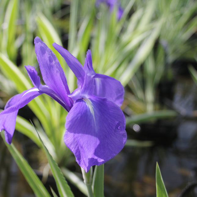 Iris laevigata 'Variegata'