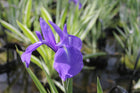 Iris laevigata 'Variegata'
