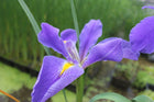 Iris louisiana 'Heather Stream'
