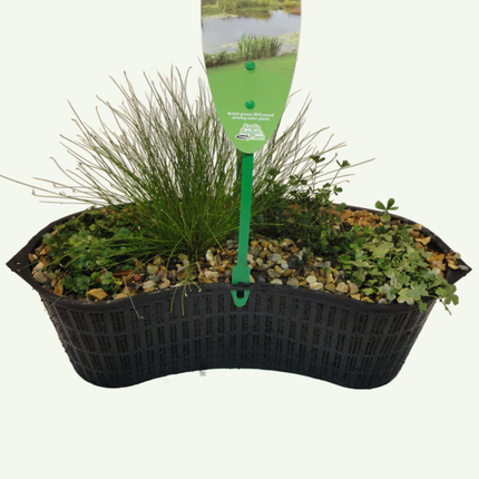 Mixed Oxygenator Collection - 8 Litre Contour Basket