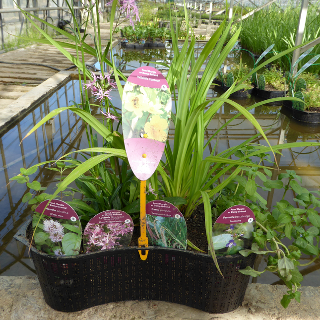 Wildlife Pond Plant Collection - 8 Litre Contour Basket