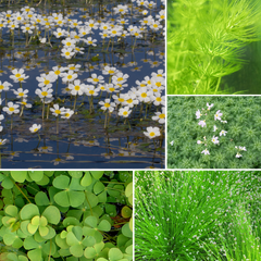 Collection image for: All Ready-to-ship Plants