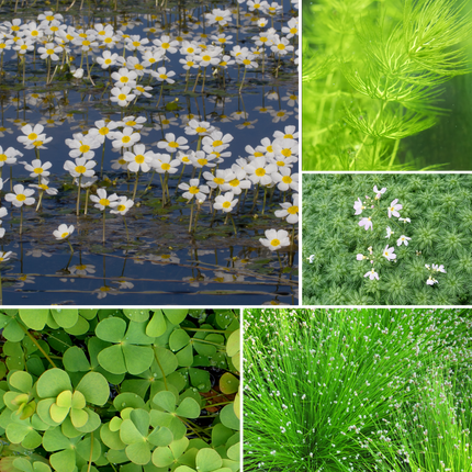 Oxygenating Pond Plants Collection