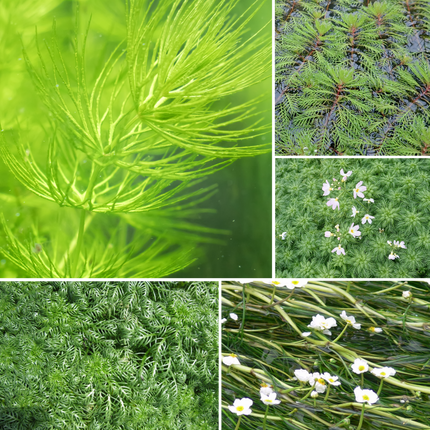 Bunched Oxygenator of the Week (5 Weighted Bunches)