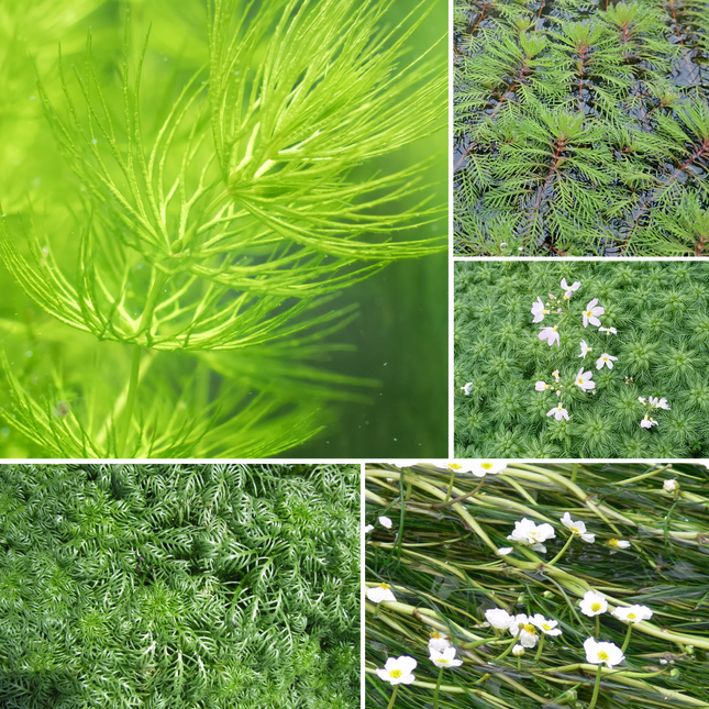 Bunched Oxygenator of the Week (5 Weighted Bunches)