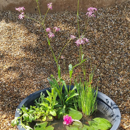 Mini Pond and Dwarf Lily Kit