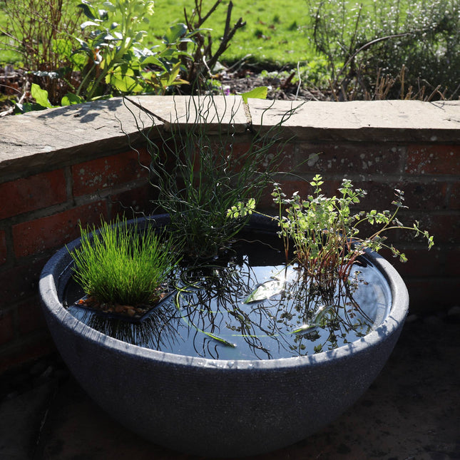 Mini Pond and Deep Water Plant Kit