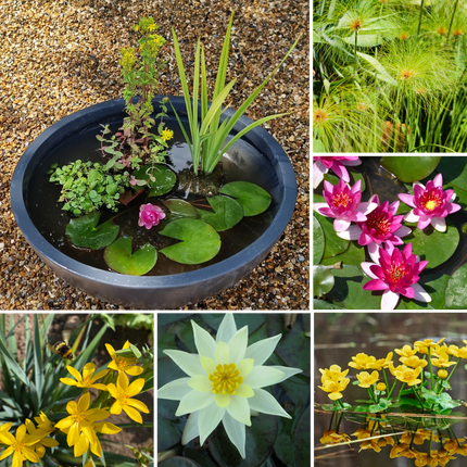 Mini Pond Kit from £95 — Choose Empty, Deep Water or Dwarf Lily Plants