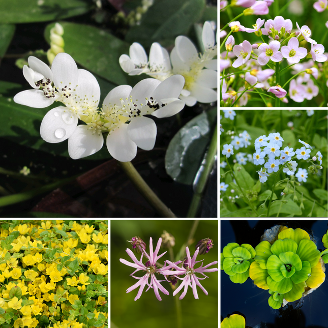 Small Pond Starter Collection – With a Deep Water Plant