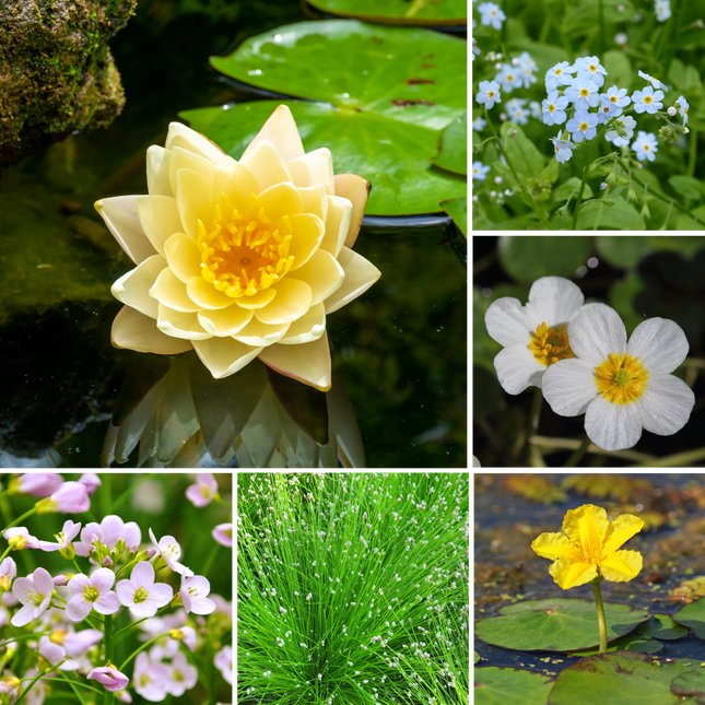 Small Starter Pond Collection - With a Lily