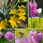 Wildlife Pond Plants Collection