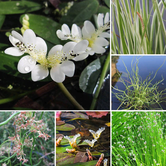 Winter Hardy Plants Collection - 3 x 1 Litre Plants