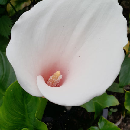 Arum lily | Zantedeschia aethiopica 'Marshmallow'
