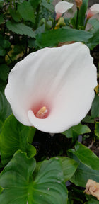 Arum lily | Zantedeschia aethiopica 'Marshmallow'