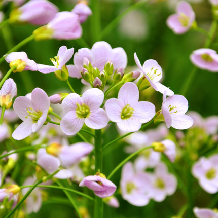 Wildlife Pond Plants Collection