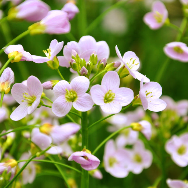 Cuckoo flower Lady's smock | Cardamine pratensis