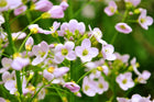 Cuckoo flower Lady's smock | Cardamine pratensis