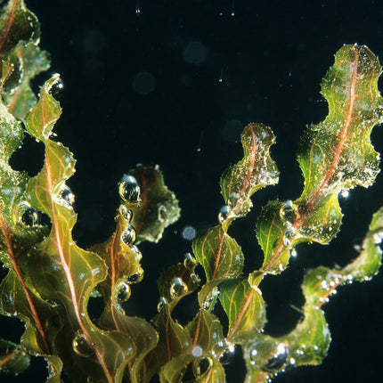 Curly pondweed | Potamogeton crispus (5 Weighted Bunches)