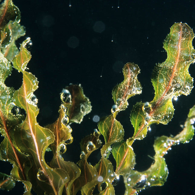 Curly pondweed | Potamogeton crispus (5 Weighted Bunches)