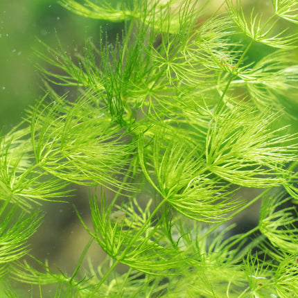 Hornwort | Ceratophyllum demersum