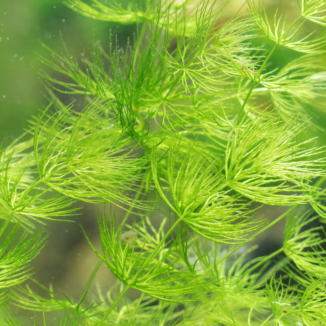 Hornwort | Ceratophyllum demersum