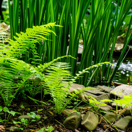 Pondside Fern Collection