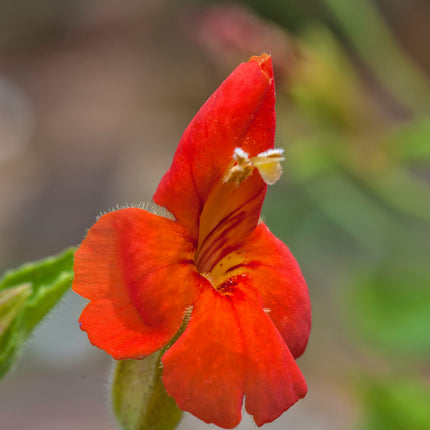 Colourful Marginal Pond Plants Collection