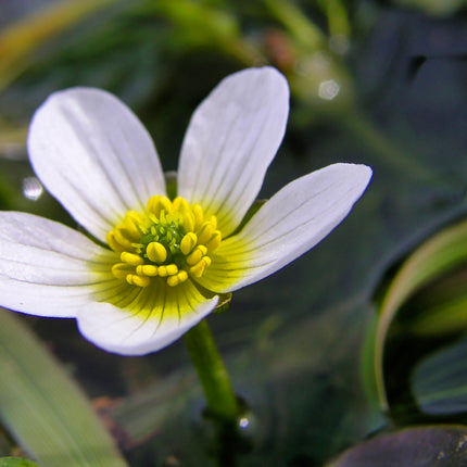 Water crowfoot | Ranunculus aquatilis (5 Weighted Bunches)