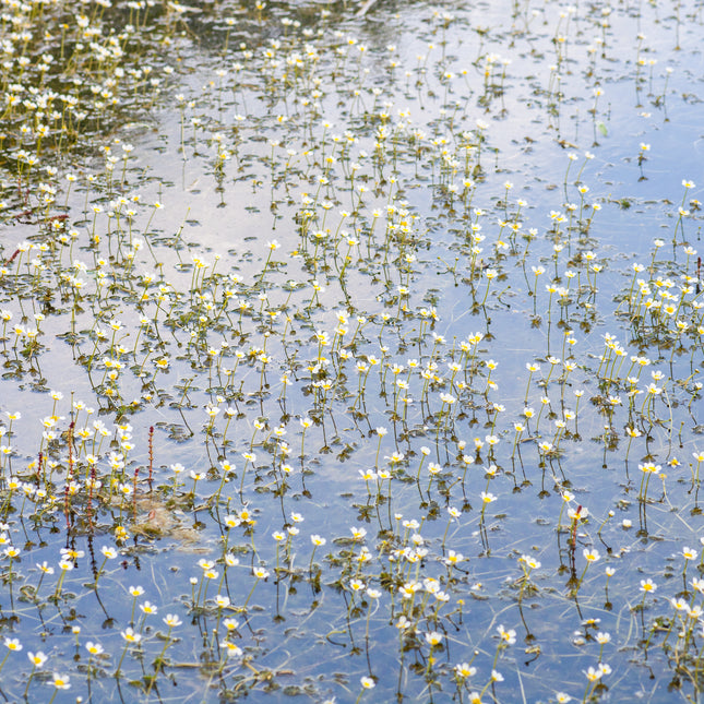 Water crowfoot | Ranunculus aquatilis (5 Weighted Bunches)