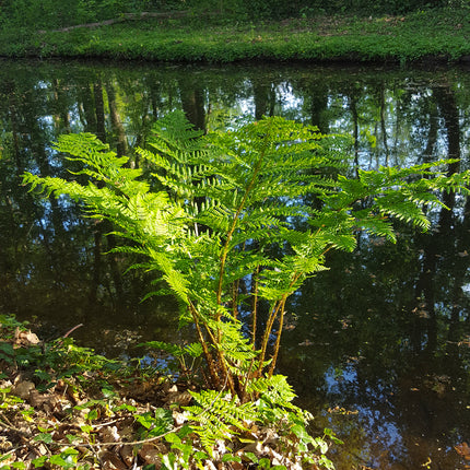 Lady fern | Athyrium filix femina