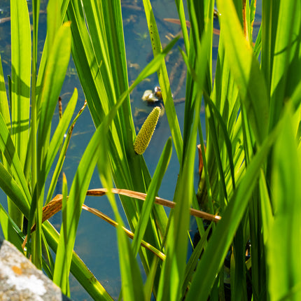 Colourful Marginal Pond Plants Collection