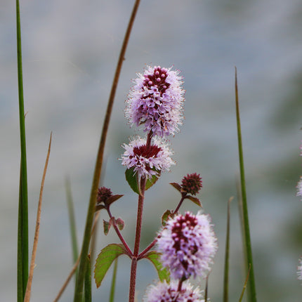 Mini Pond and Deep Water Plant Kit