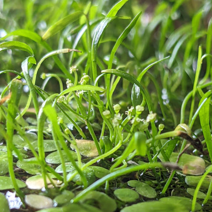 Oxygenating Pond Plants Collection