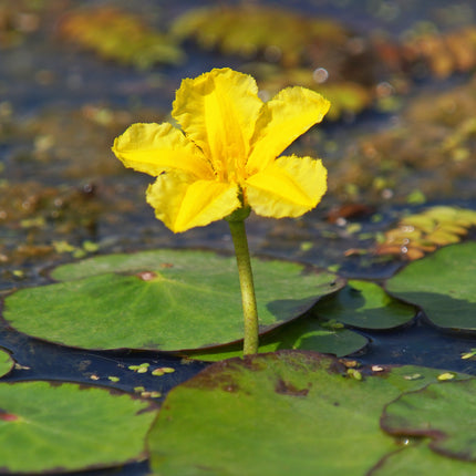 Small Starter Pond Collection - With a Lily