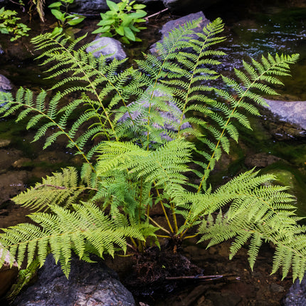 Lady fern | Athyrium filix femina