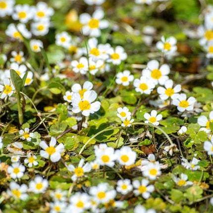 Oxygenating Pond Plants Collection