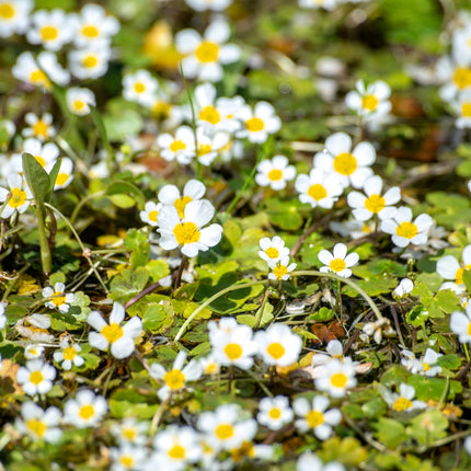 Water crowfoot | Ranunculus aquatilis (5 Weighted Bunches)
