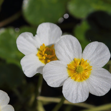 Small Pond Starter Plant Pack – With a Deep Water Plant