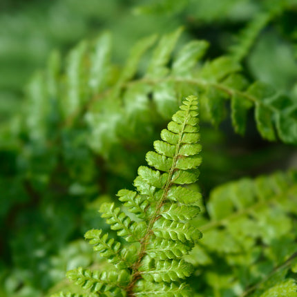 Pondside Fern Collection