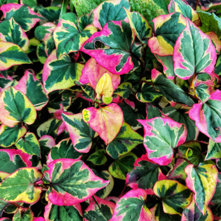 Colourful Marginal Pond Plants Collection