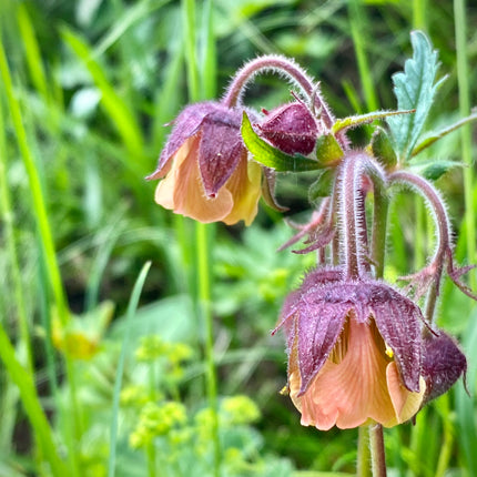 Colourful Marginal Pond Plants Collection