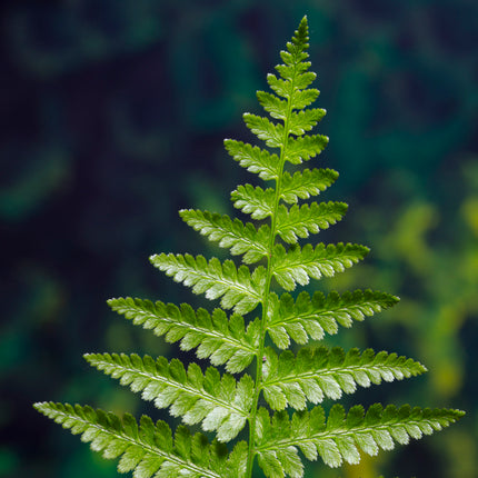 Lady fern | Athyrium filix femina