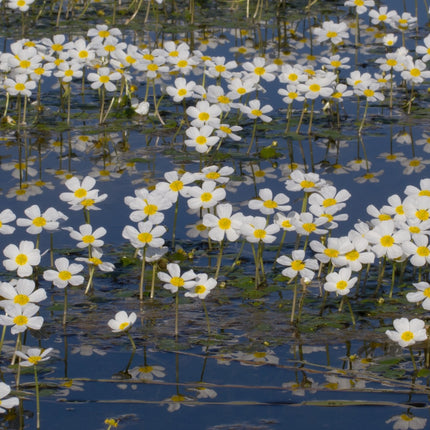 Oxygenating Pond Plants Collection