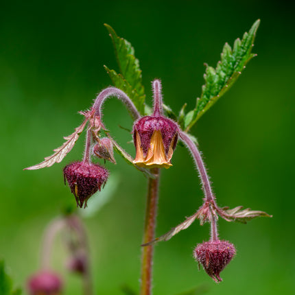 Wildlife Pond Plants Collection