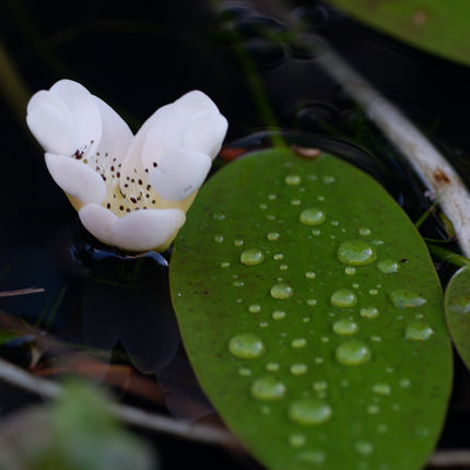 Winter Hardy Plants Collection - 3 x 1 Litre Plants